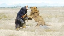 CRAZİEST Animal Fights ►►Lion vs Brown Bear, Puma vs Bear, Most Amazing Wild Animal Attacks