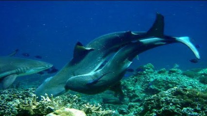 Sharks Caught MATING in the wild! UNBELIVEABLE!!