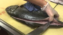 Amazing...Skill cutting Fish | Filleting FISH