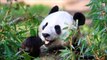 Panda Bear: Giant Animals for Children Kids Videos Kindergarten Preschool Learning Toddlers Sounds