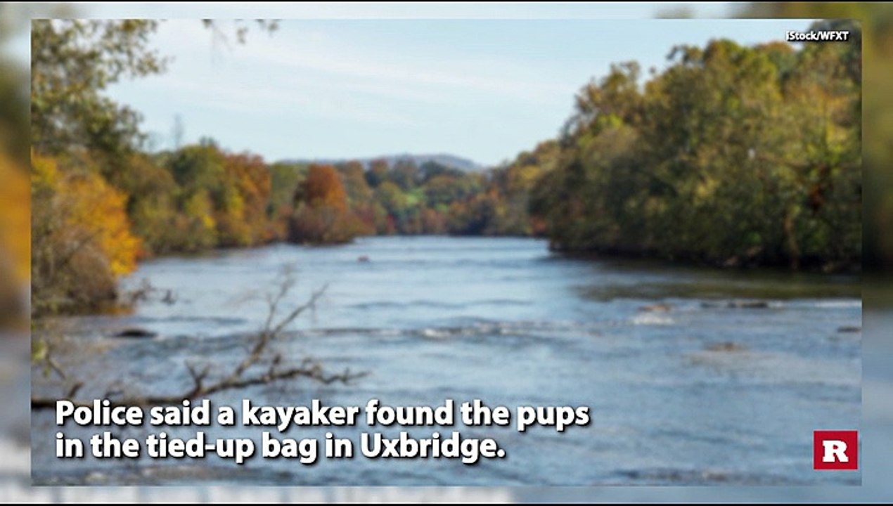 6 puppies found alive in river | Rare News