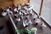 Taganrog tumbler fancy pigeon breed
