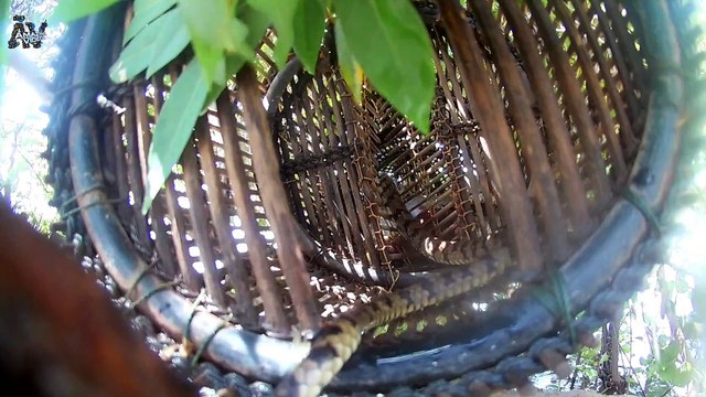 Wow! Amazing Man Catch Water Snake By Simple Trap in Flooded forest