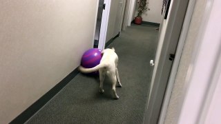 Roxy finds a beach ball in the office