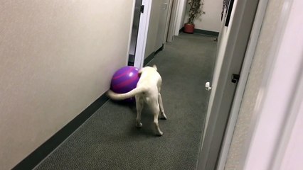 Roxy finds a beach ball in the office
