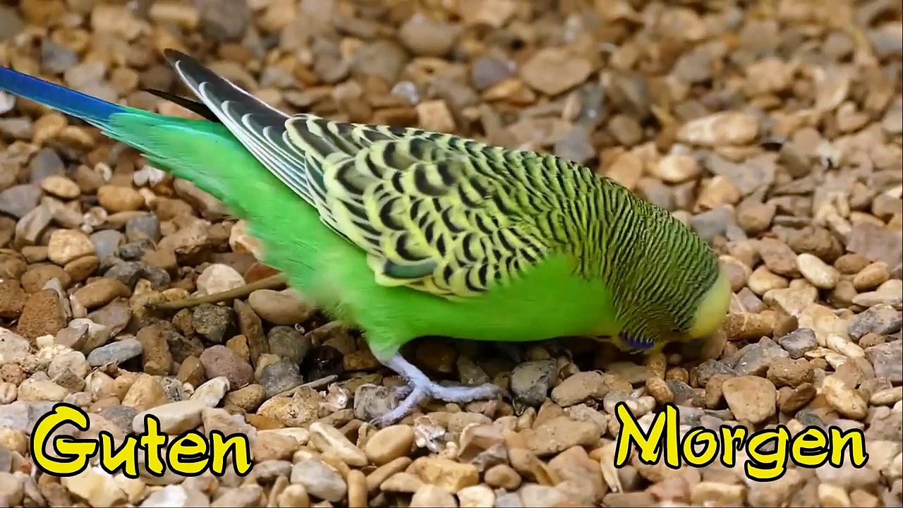 Guten Morgen Gruß für dich