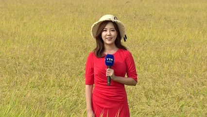 [날씨] 늦더위 속 깊어가는 가을...노랗게 익은 벼 / YTN