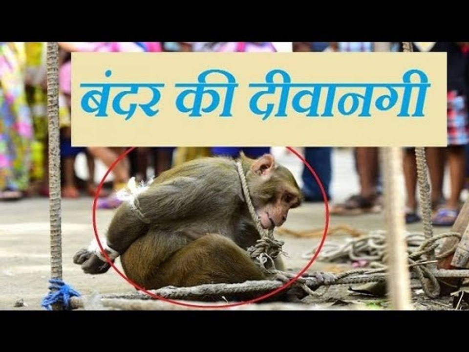 देखिए एक बंदर ने किया कुछ ऐसा