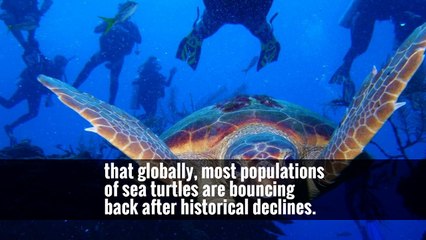 Sea Turtles Appear to Be Bouncing Back Around the World