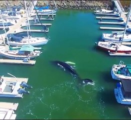 Big Whale Fish Near Boats