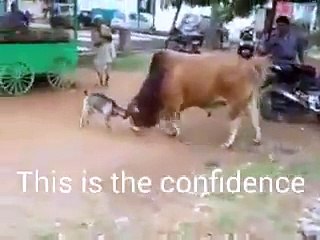 Goat and Cow Fight