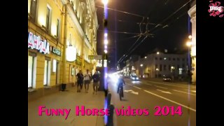 FUNNY HORSES ★ Funny Horse Videos [Funny Pets]