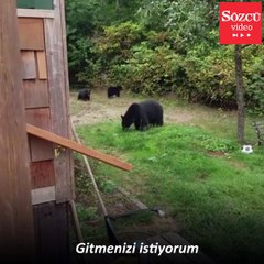 Bahçeye giren ayı 'kibarca' bölgeyi terk etti