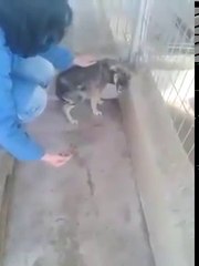köpek kendisine uzanan şefkat eline böyle tepki verdi