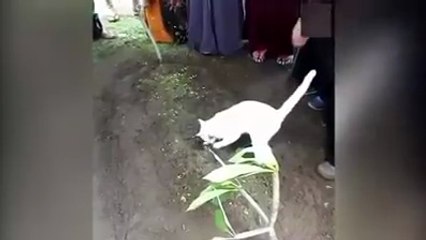 Sahibi ölen kedinin yaptığı yürekleri dağladı