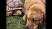 Golden Retriever and Rescued Tortoise Make the Most Unlikely Best Friends