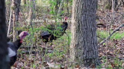 Bowhunting Turkeys