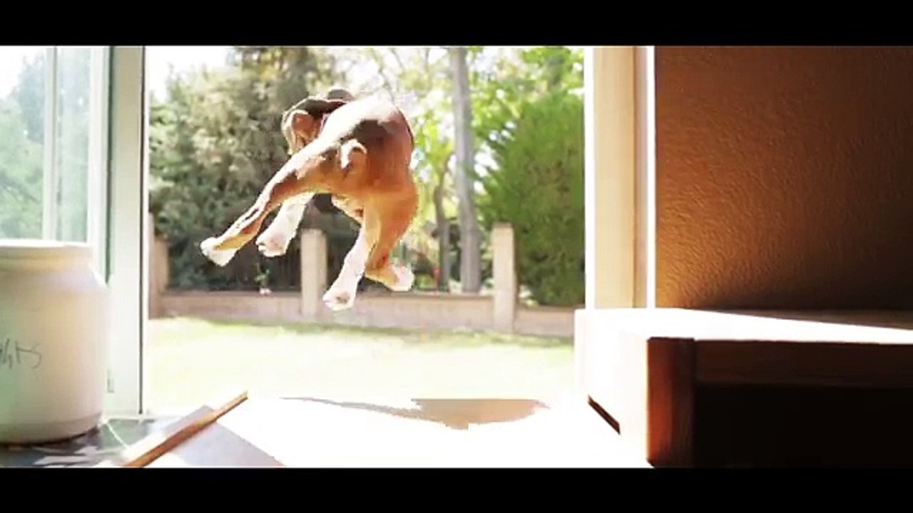 Indiana Bones - Raiders of the Lost Bark