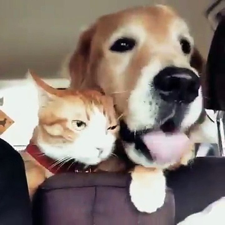 Nereden bindim bu deliyle arabaya