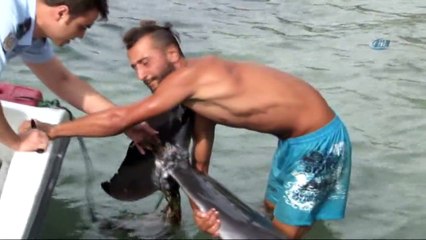 Yaralı Yunus Denizden Böyle Çıkarıldı, Tedavi Edildi