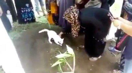 Ce chat ne veut pas quitter son maître décédé !