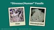 Did Dinosaurs Ever Live Alongside Humans?