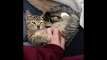 Tellement craquant ce bébé chat qui joue des pattes en l'air !