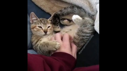 Tellement craquant ce bébé chat qui joue des pattes en l'air !