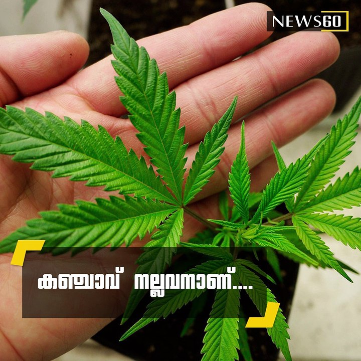 Cannabis May Actually Stop People From Using Harder, More 'Dangerous' Drugs