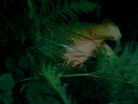 I am Johnny Knoxville !!!