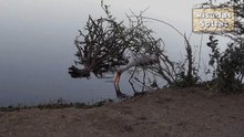 Crocodilo ataca cegonha de forma implacável