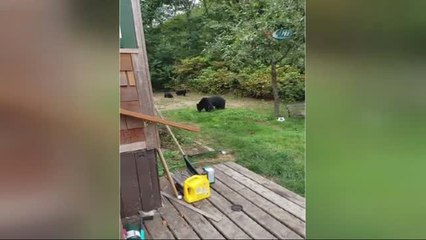 Kanada'da Ayı Ailesi, Bir Evin Bahçesine İndi