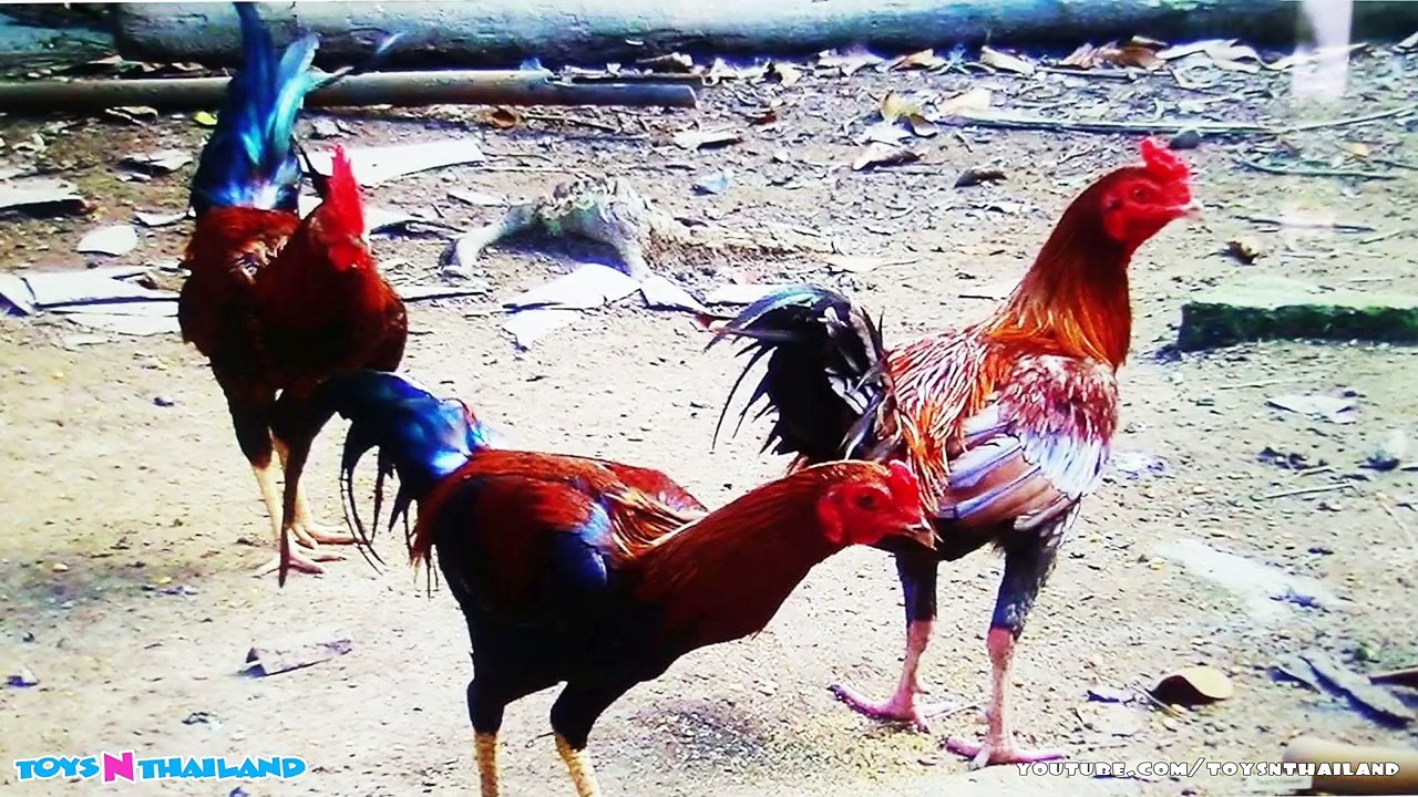 เพลงเด็ก ก เอ๋ย กไก่, เพลง กไก่ ดั้งเดิม, เพลงเด็กอนุบาล l Learn Thai Alphabet