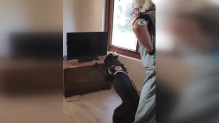 Düzce'de Narkotik Köpeğiyle Operasyon Kamerada