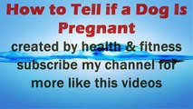 signs of a pregnant dog|pregnant dog signs|How to Tell if a Dog Is Pregnant