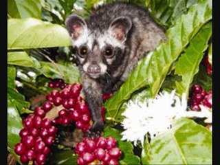 purchase kopi luwak