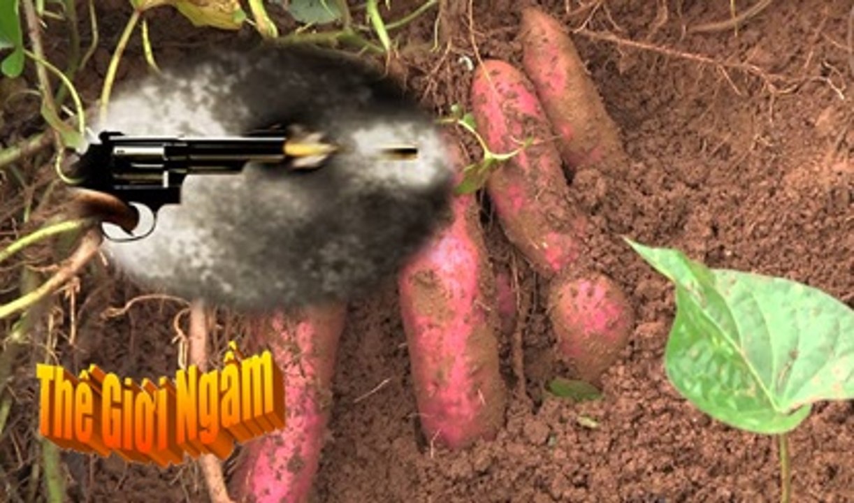 Chung chón: cướp củ khoai lang cũng dùng đến sung