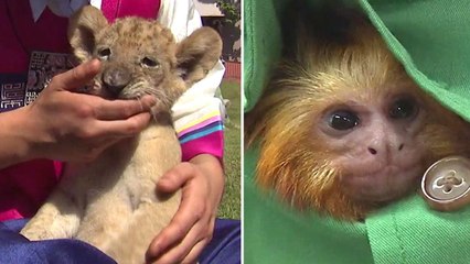 아기 동물들 "우리도 추석이 좋아" / YTN