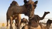 Camels caught up in the Gulf crisis