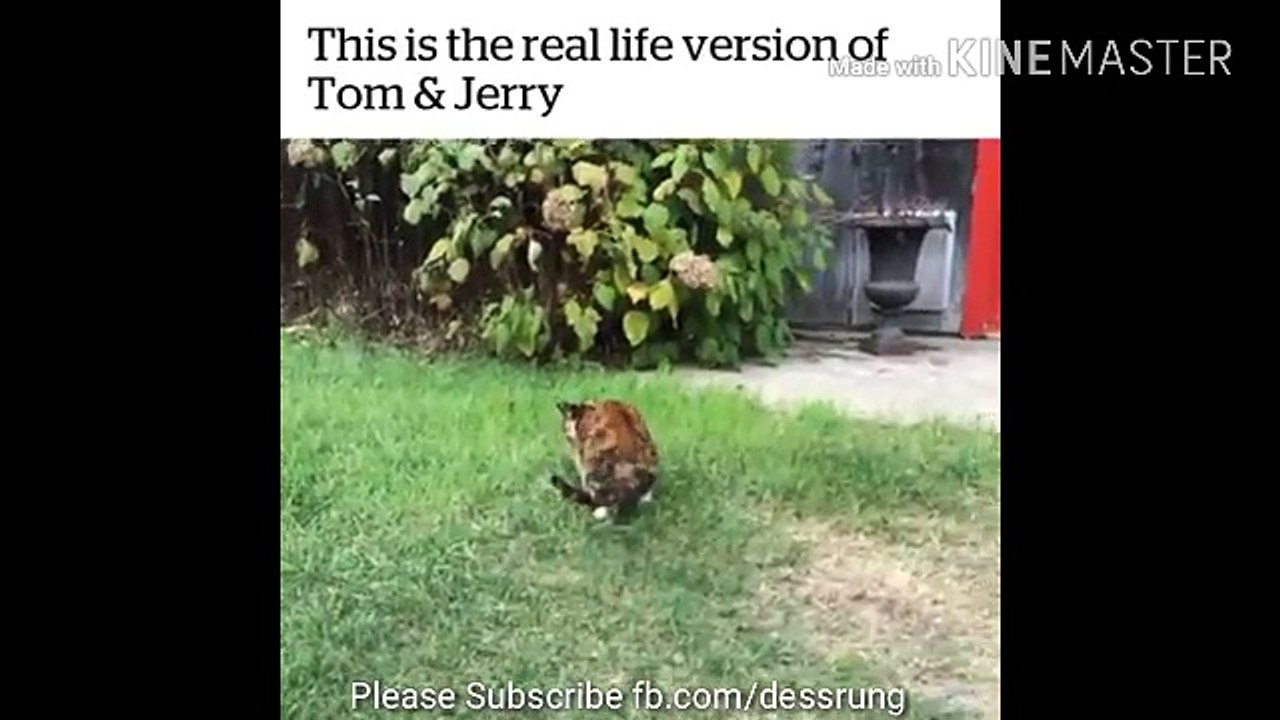 Real life Tom and Jerry recorded on camera
