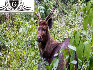 jim corbett luxury resorts