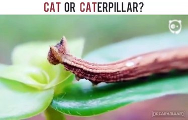 Chat ou Chenille? #étrange