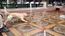 Un chien s'éclate avec des jets d'eau