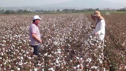 Osmaniye'de Pamuk Hasadı Başladı