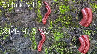 Asus Zenfone Selfie vs Sony Xperia C5 Ultra Comparison - Benchmark, Camera, Speed Test