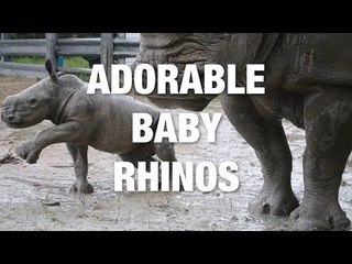 Who Knew Rhinos Could Be So Cute?