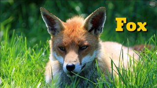 Animals | A-Z Animals sound | ANIMAL sounds, pictures and names