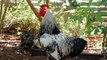 How to stop a rooster from crowing - the No Crow Velcro Collar.