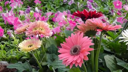 Flowers of Life - New Age Relaxation Music