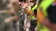 Dog rescued from ruins of building six days after Mexico earthquake